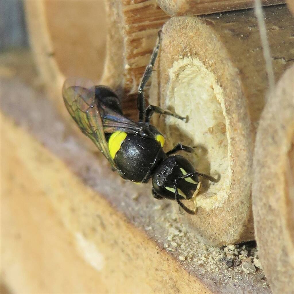Cloudy Masked Bee (Hylaeus nubilosus), Wallaga Lake NSW © Deb Taylor