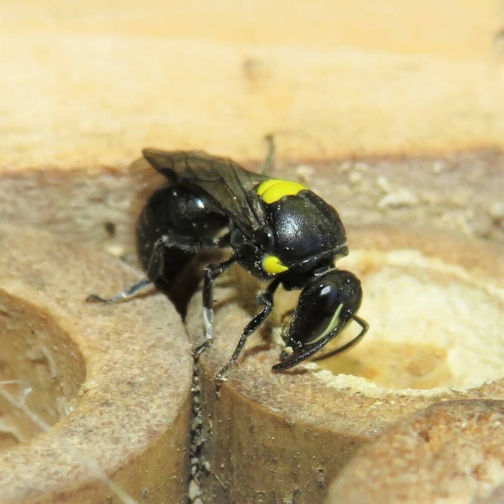 Cloudy Masked Bee (Hylaeus nubilosus), Wallaga Lake NSW © Deb Taylor