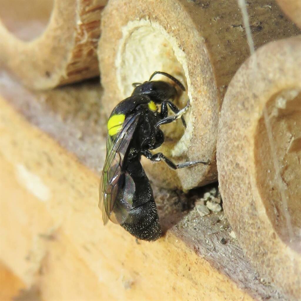 Cloudy Masked Bee (Hylaeus nubilosus), Wallaga Lake NSW © Deb Taylor