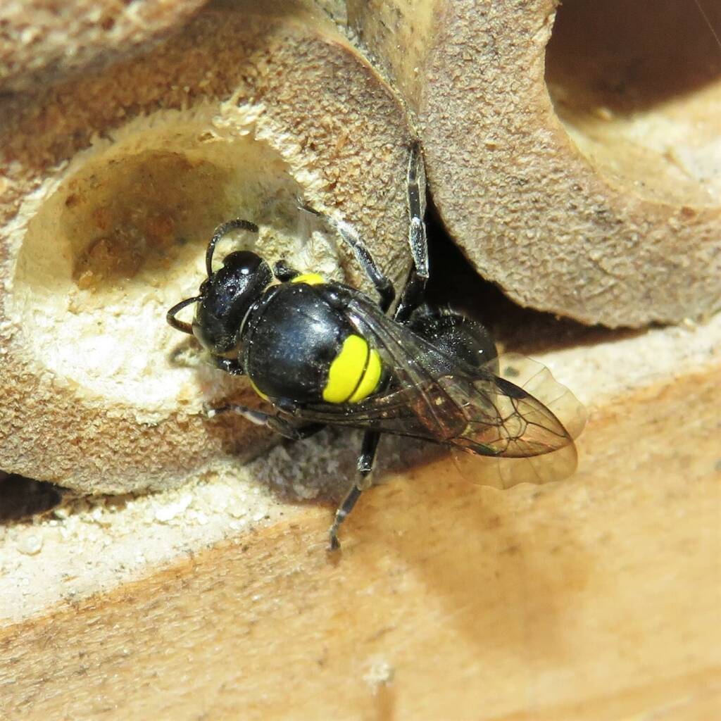 Cloudy Masked Bee (Hylaeus nubilosus), Wallaga Lake NSW © Deb Taylor