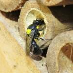 Cloudy Masked Bee (Hylaeus nubilosus), Wallaga Lake NSW © Deb Taylor