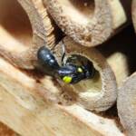 Cloudy Masked Bee (Hylaeus nubilosus), Wallaga Lake NSW © Deb Taylor
