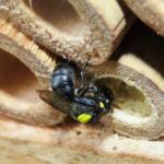 Cloudy Masked Bee (Hylaeus nubilosus), Wallaga Lake NSW © Deb Taylor