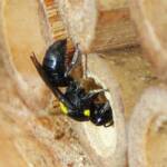 Cloudy Masked Bee (Hylaeus nubilosus), Wallaga Lake NSW © Deb Taylor