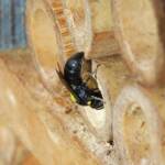 Cloudy Masked Bee (Hylaeus nubilosus), Wallaga Lake NSW © Deb Taylor