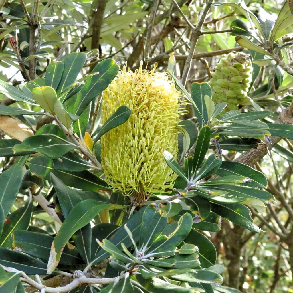 Banksia integrifolia ssp. integrifolia, Bermagui NSW © Deb Taylor