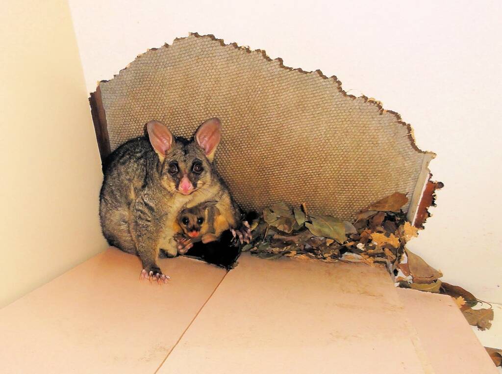 Common Brushtail Possum (Trichosurus vulpecula) with young, Northern Beaches NSW