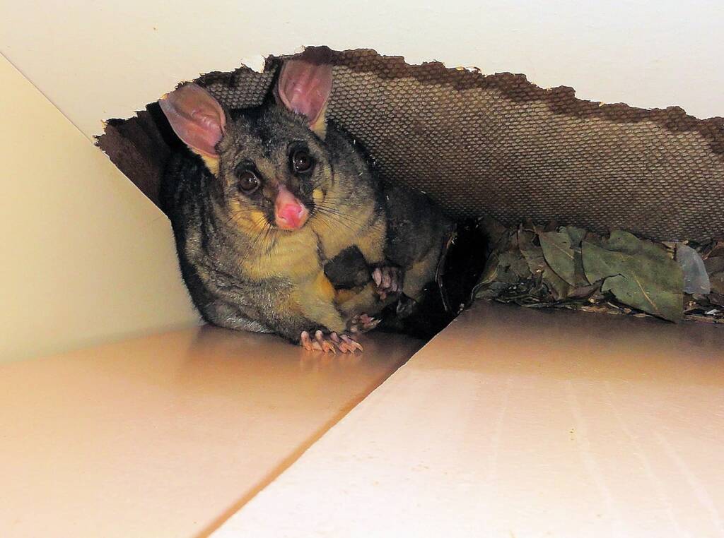 Common Brushtail Possum (Trichosurus vulpecula) with young, Northern Beaches NSW
