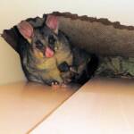 Common Brushtail Possum (Trichosurus vulpecula) with young, Northern Beaches NSW