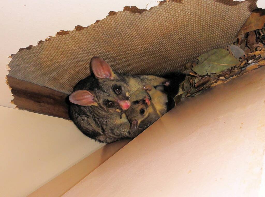 Common Brushtail Possum (Trichosurus vulpecula) with young, Northern Beaches NSW