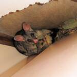 Common Brushtail Possum (Trichosurus vulpecula) with young, Northern Beaches NSW