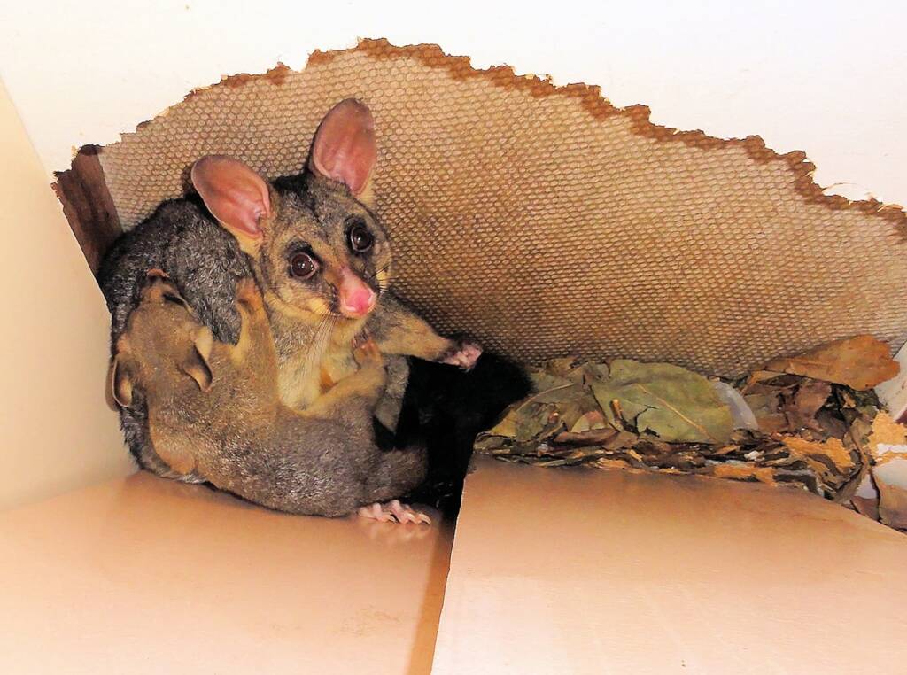 Common Brushtail Possum (Trichosurus vulpecula) with young, Northern Beaches NSW