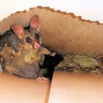 Common Brushtail Possum (Trichosurus vulpecula) with young, Northern Beaches NSW