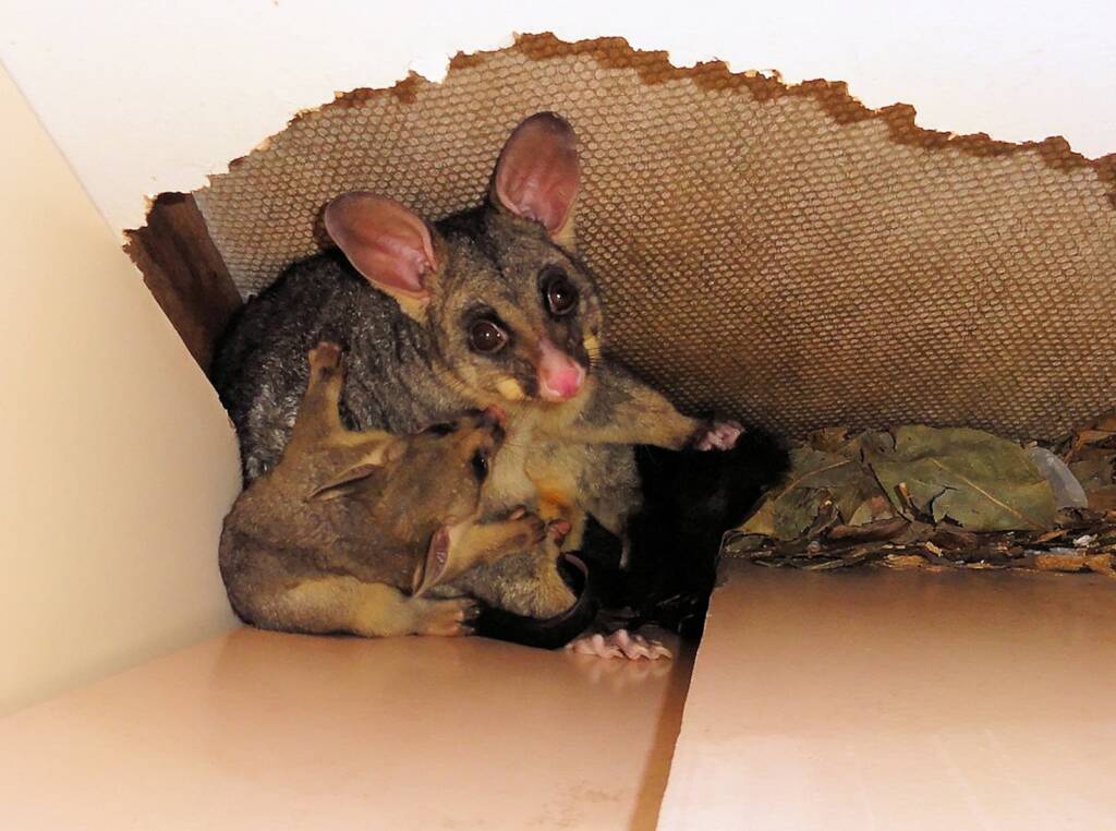 Common Brushtail Possum (Trichosurus vulpecula) with young, Northern Beaches NSW