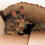 Common Brushtail Possum (Trichosurus vulpecula) with young, Northern Beaches NSW