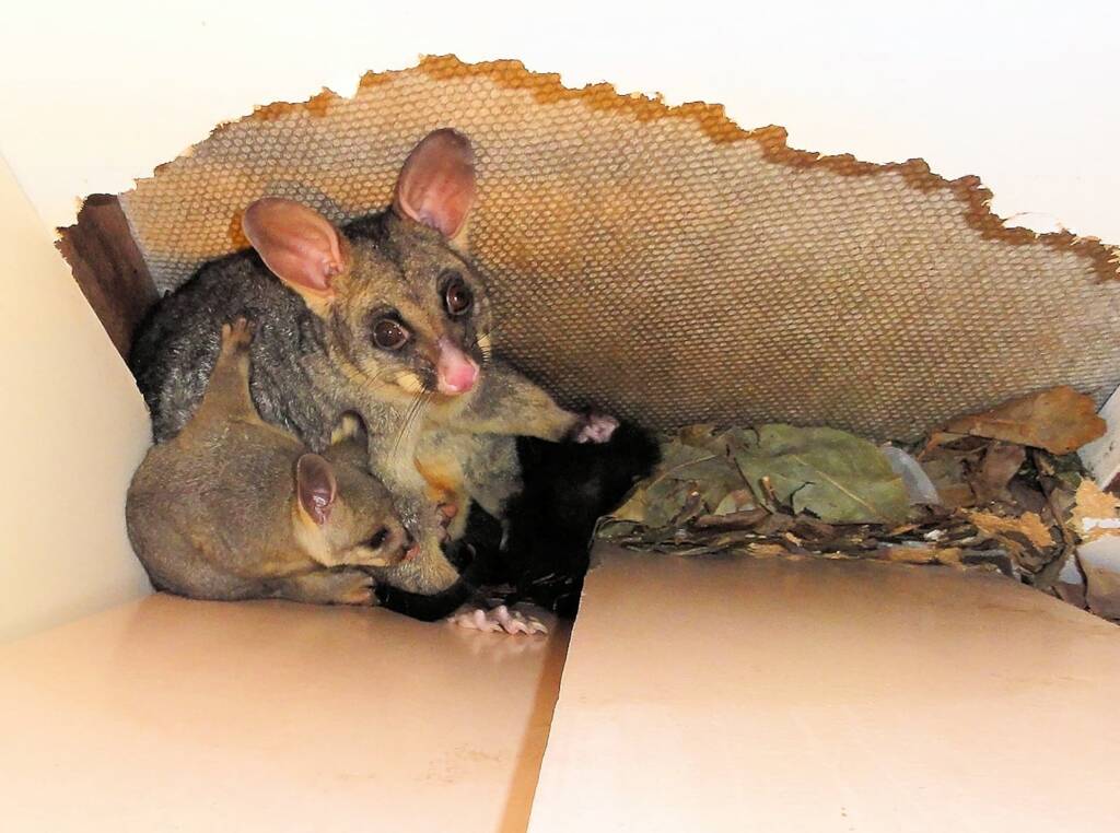 Common Brushtail Possum (Trichosurus vulpecula) with young, Northern Beaches NSW
