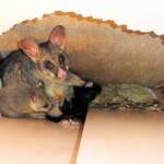 Common Brushtail Possum (Trichosurus vulpecula) with young, Northern Beaches NSW