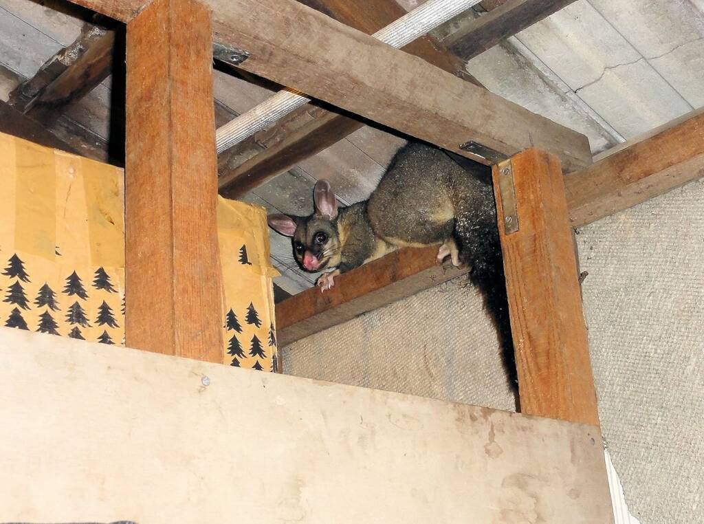 Common Brushtail Possum (Trichosurus vulpecula), Northern Beaches NSW