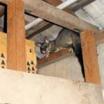 Common Brushtail Possum (Trichosurus vulpecula), Northern Beaches NSW