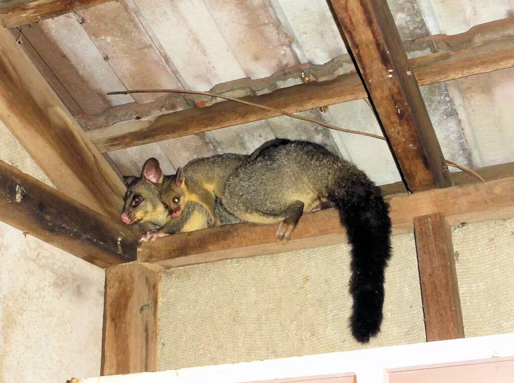 Common Brushtail Possum (Trichosurus vulpecula) with young, Northern Beaches NSW
