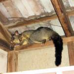 Common Brushtail Possum (Trichosurus vulpecula) with young, Northern Beaches NSW