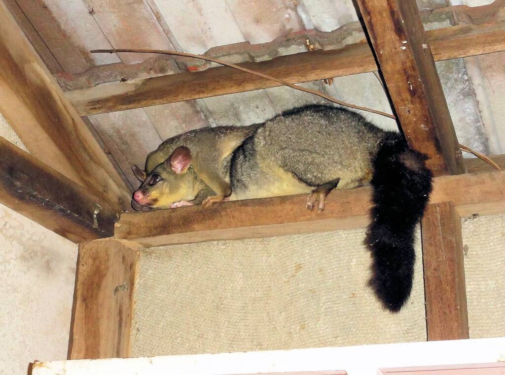 Common Brushtail Possum (Trichosurus vulpecula) with young, Northern Beaches NSW