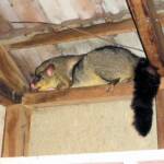 Common Brushtail Possum (Trichosurus vulpecula) with young, Northern Beaches NSW