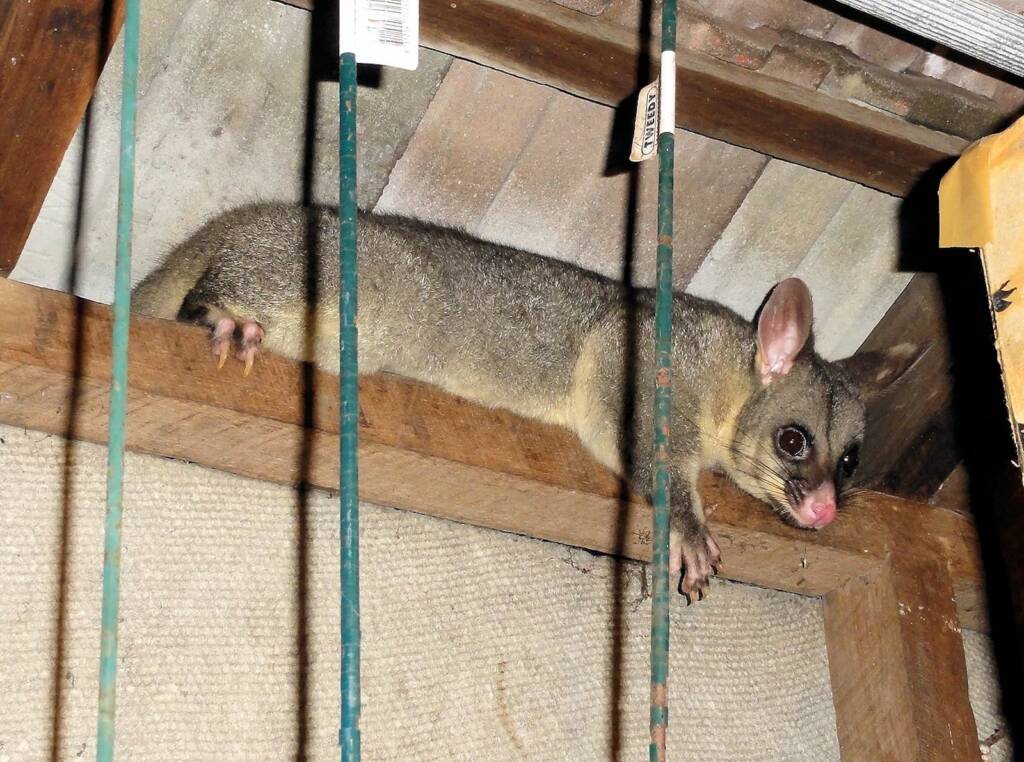 Common Brushtail Possum (Trichosurus vulpecula), Northern Beaches NSW