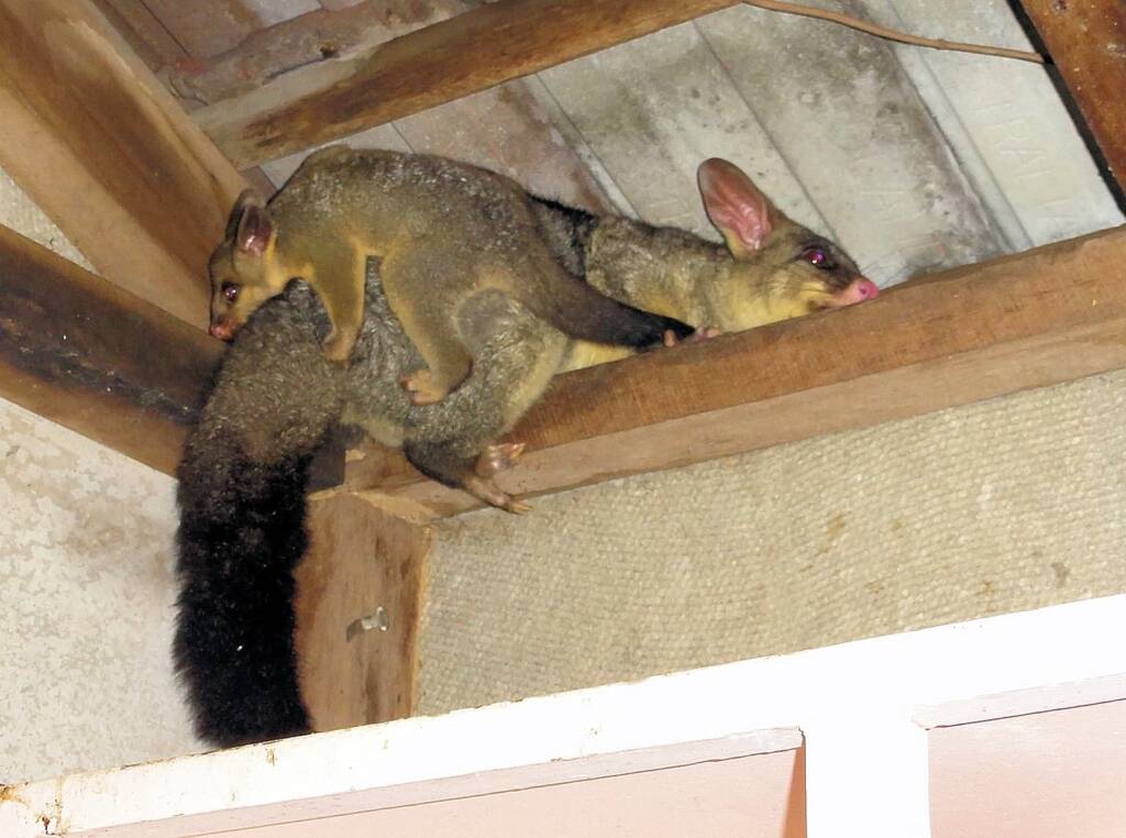 Common Brushtail Possum (Trichosurus vulpecula) with young, Northern Beaches NSW