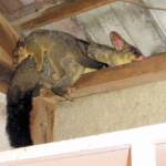Common Brushtail Possum (Trichosurus vulpecula) with young, Northern Beaches NSW