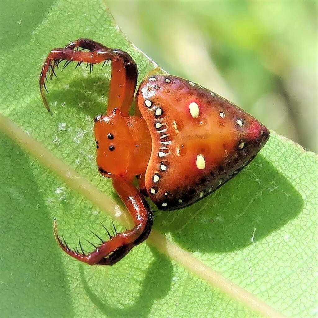 Common Triangular Spider (Arkys lancearius), Wandella NSW © Deb Taylor