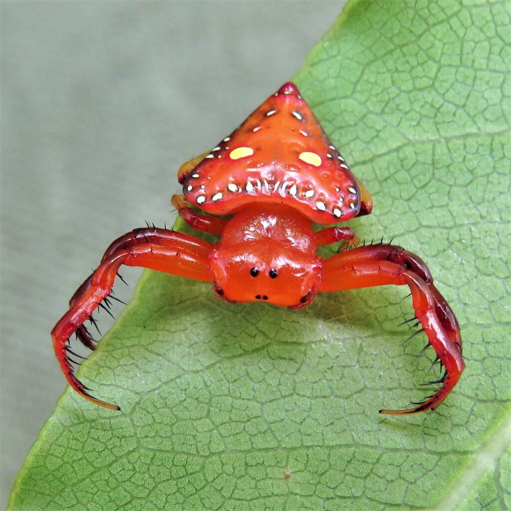 Common Triangular Spider (Arkys lancearius), Wallaga Lake NSW © Deb Taylor