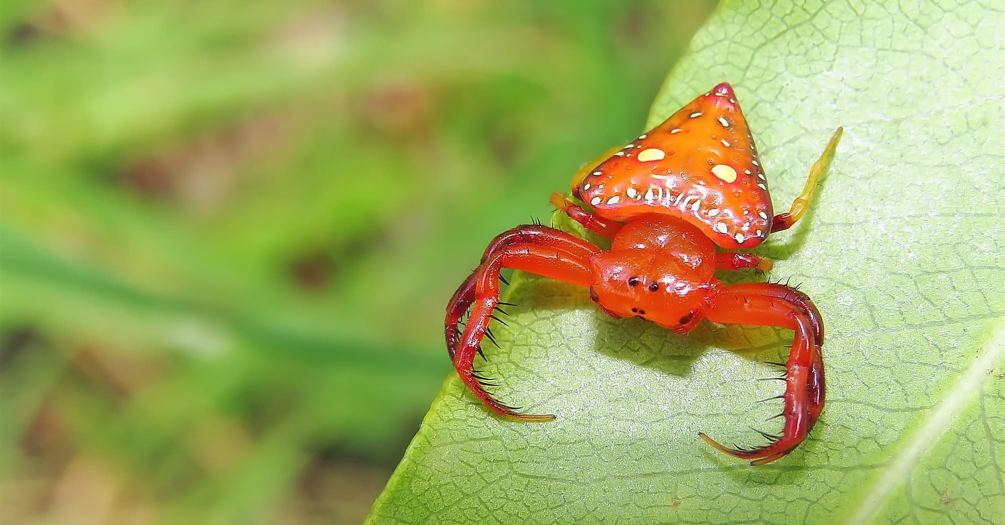 Common Triangular Spider (Arkys lancearius), Wallaga Lake NSW © Deb Taylor