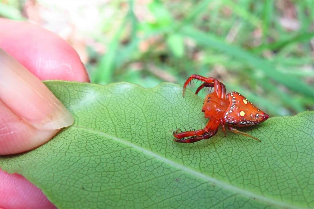 Common Triangular Spider (Arkys lancearius), Wallaga Lake NSW © Deb Taylor