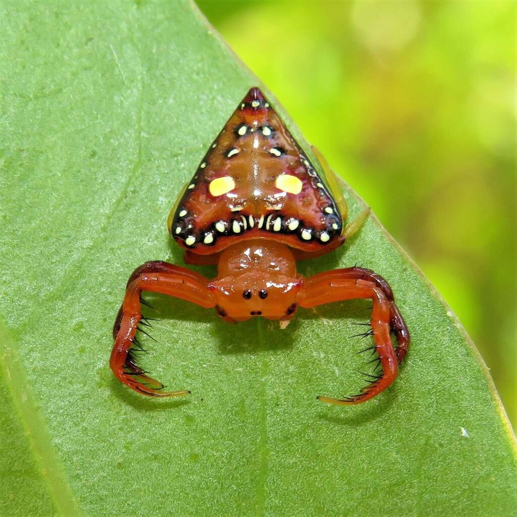 Common Triangular Spider (Arkys lancearius), Wallaga Lake NSW © Deb Taylor