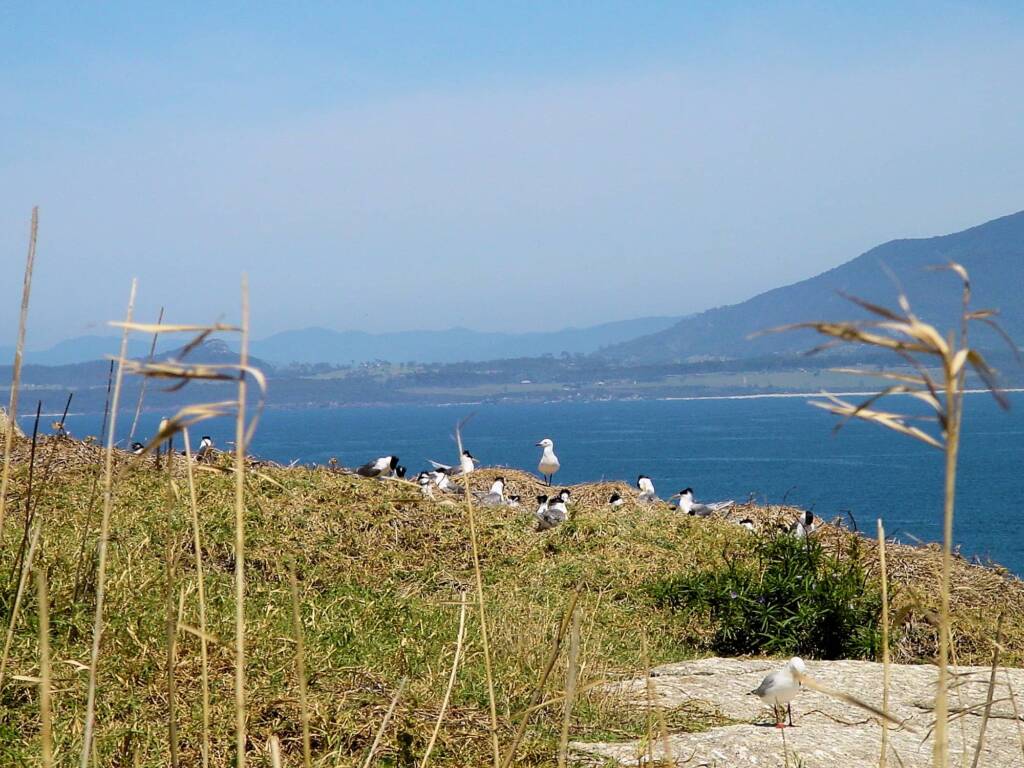 Crested Terns and Silver Gull, Barunguba Montague Island NSW
