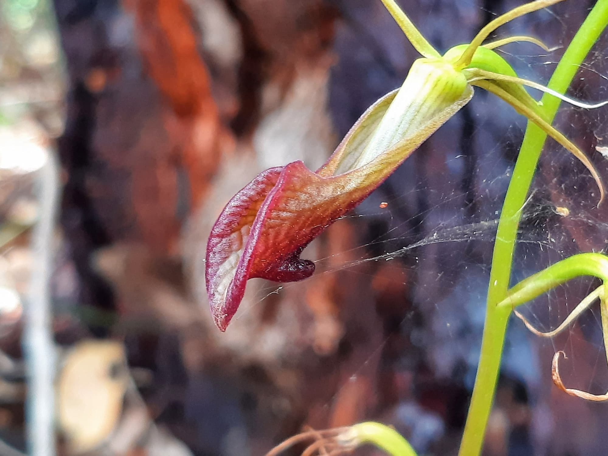 Cryptostylis ovata (Slipper Orchid), Stirling Range National Park WA © Terry Dunham