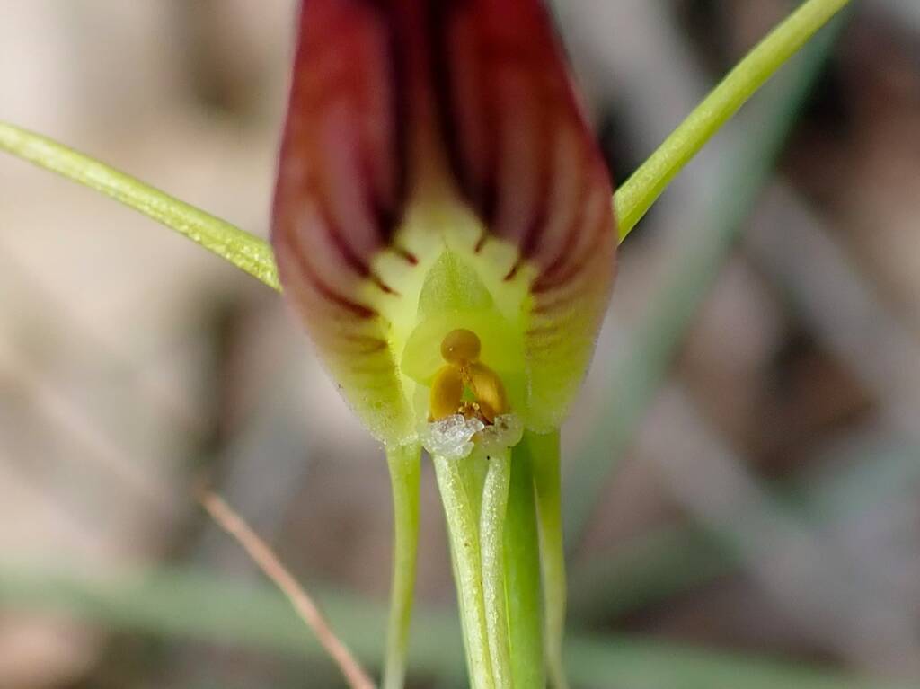 Cryptostylis ovata (Slipper Orchid), Stirling Range National Park WA © Terry Dunham
