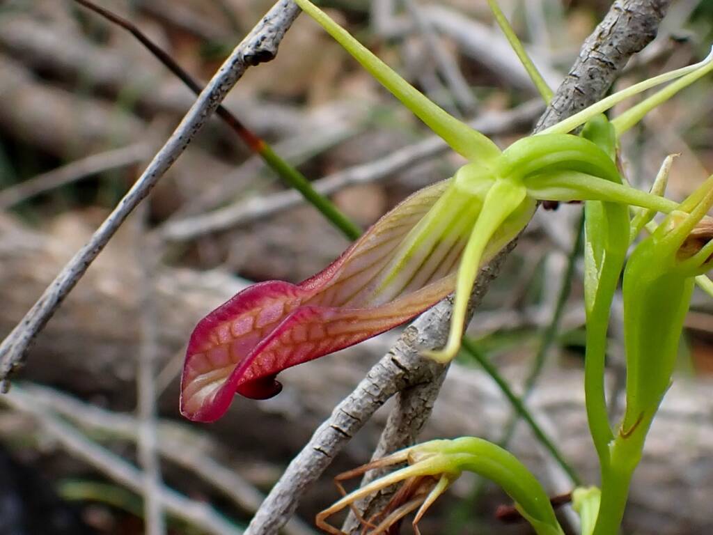 Cryptostylis ovata (Slipper Orchid), Stirling Range National Park WA © Terry Dunham