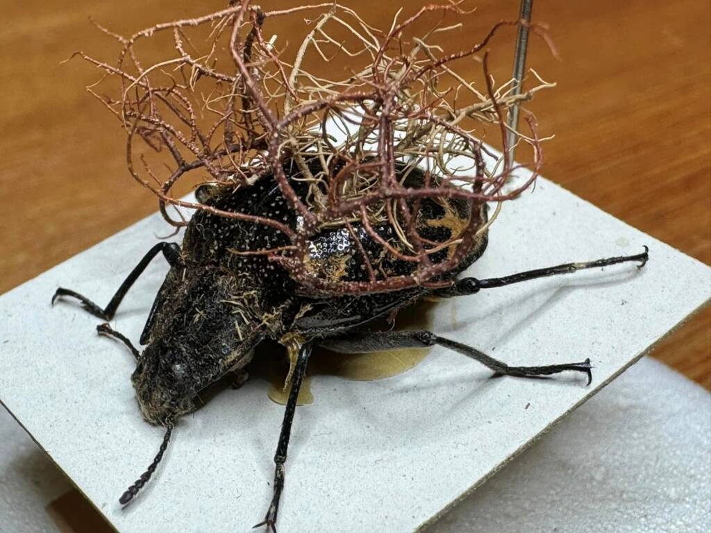 Cyphaleus childreni (Tenebrionid beetle) donated to the WA Museum © Mark Hanlon