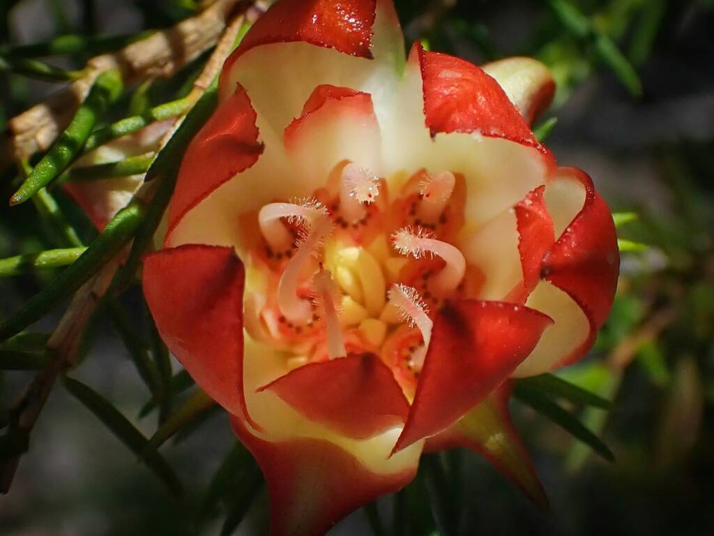 Darwinia wittwerorum (Wittwers Darwinia), Stirling Range National Park WA © Terry Dunham