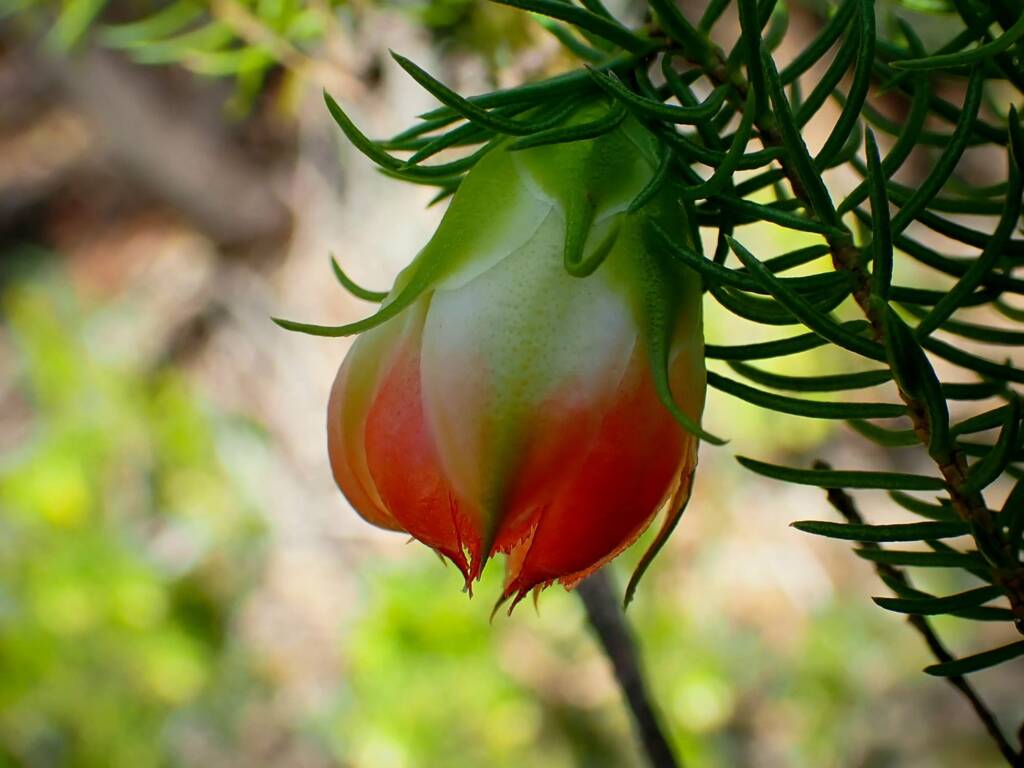 Darwinia wittwerorum (Wittwers Darwinia), Stirling Range National Park WA © Terry Dunham