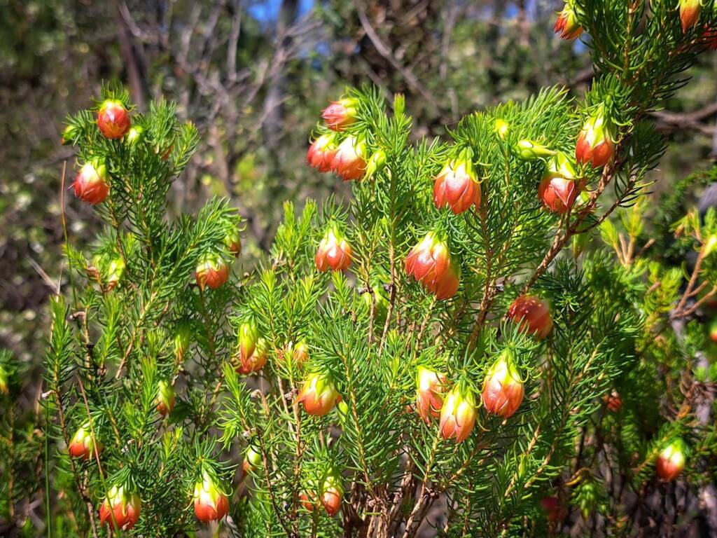Darwinia wittwerorum (Wittwer's Mountain Bell), Stirling Range National Park WA © Terry Dunham
