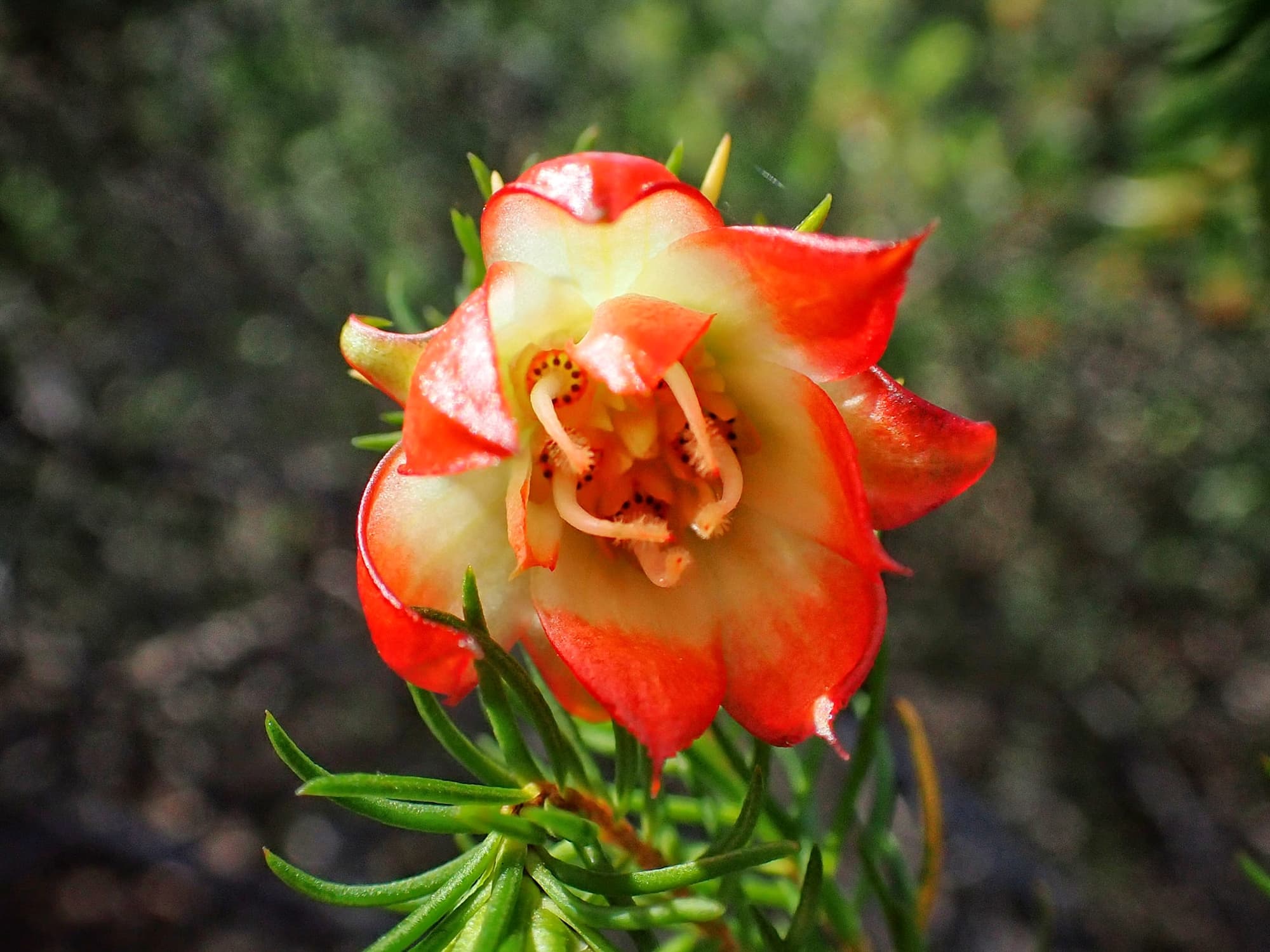 Darwinia wittwerorum (Wittwer's Mountain Bell), Stirling Range National Park WA © Terry Dunham