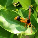 Delta latreillei (Orange Potter Wasp), Alice Springs NT