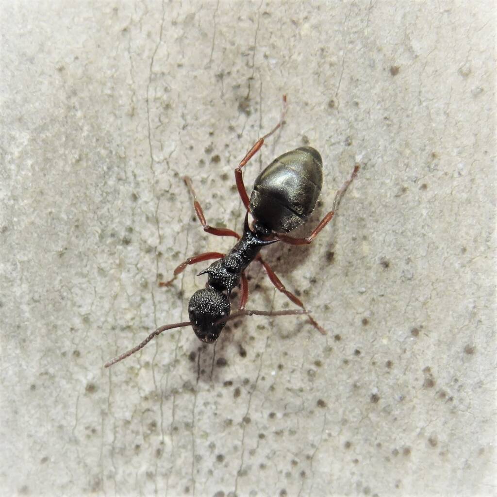 Dolichoderus doriae (Dolly Ant), Barragga Bay NSW © Deb Taylor
