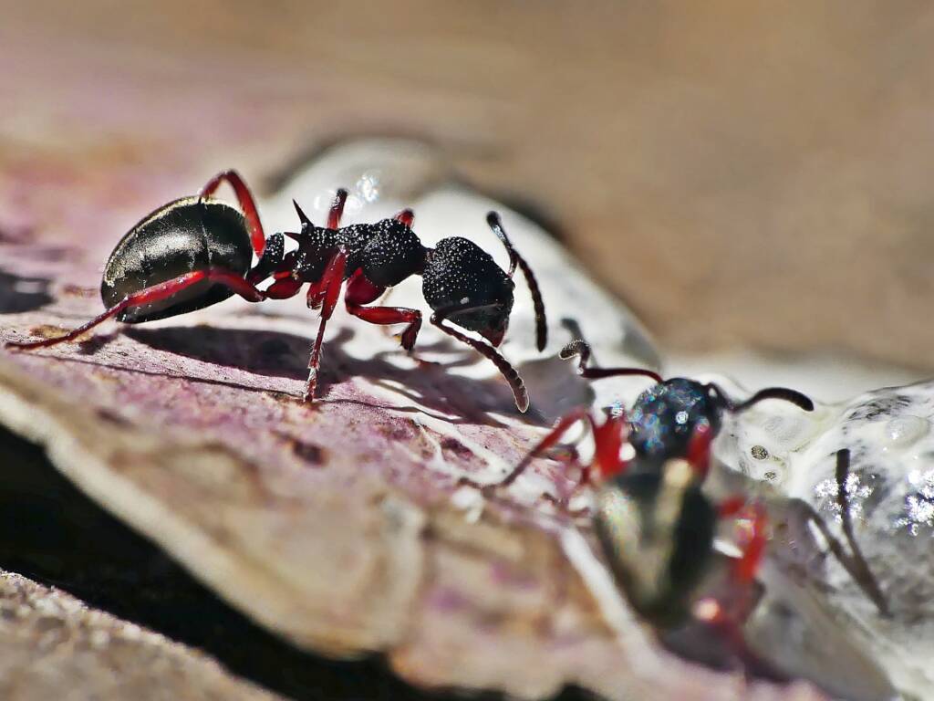 Dolichoderus scabridus, Belair SA © Marianne Broug