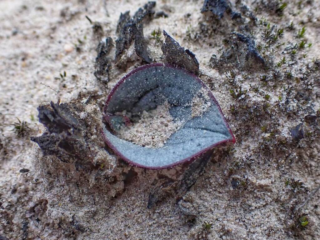 Drakaea glyptodon (King-in-his-carriage Orchid) leaf, Stirling Range National Park WA © Terry Dunham
