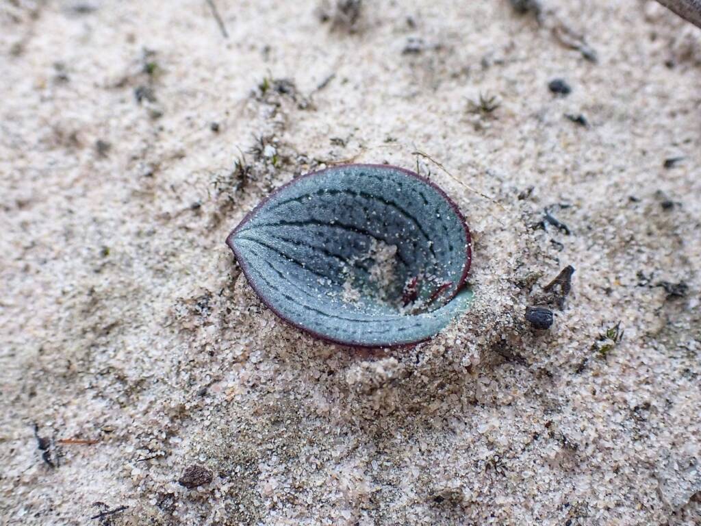 Drakaea glyptodon (King-in-his-carriage Orchid) leaf, Stirling Range National Park WA © Terry Dunham
