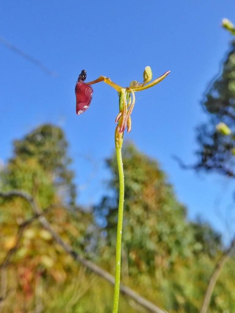 Drakaea glyptodon (King-in-his-carriage Orchid), Stirling Range National Park WA © Terry Dunham